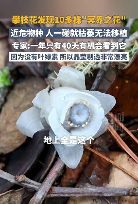 盈珑操盘 四川发现10多株“冥界之花”！无叶绿素，一年只有40天能见到
